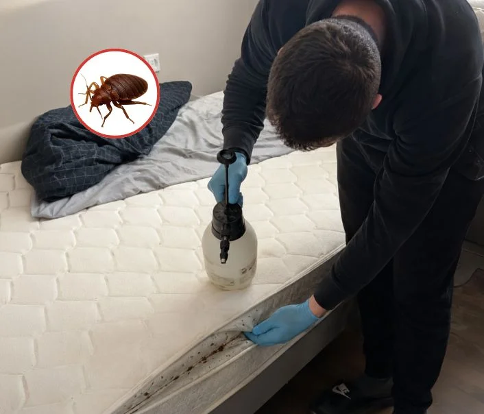 Technicien traitant un matelas contre les punaises de lit à Boissy-sous-Saint-Yon